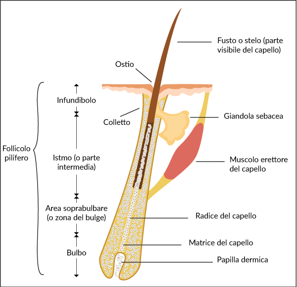 struttura del capello